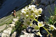 04 Sassifraga di Host (Saxifraga Hostii)